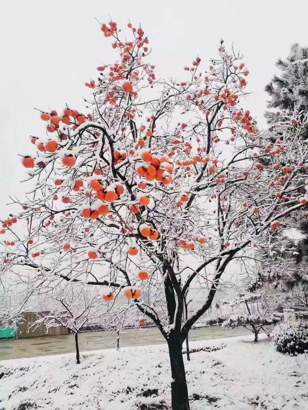 有一種堅守，叫風雪無阻